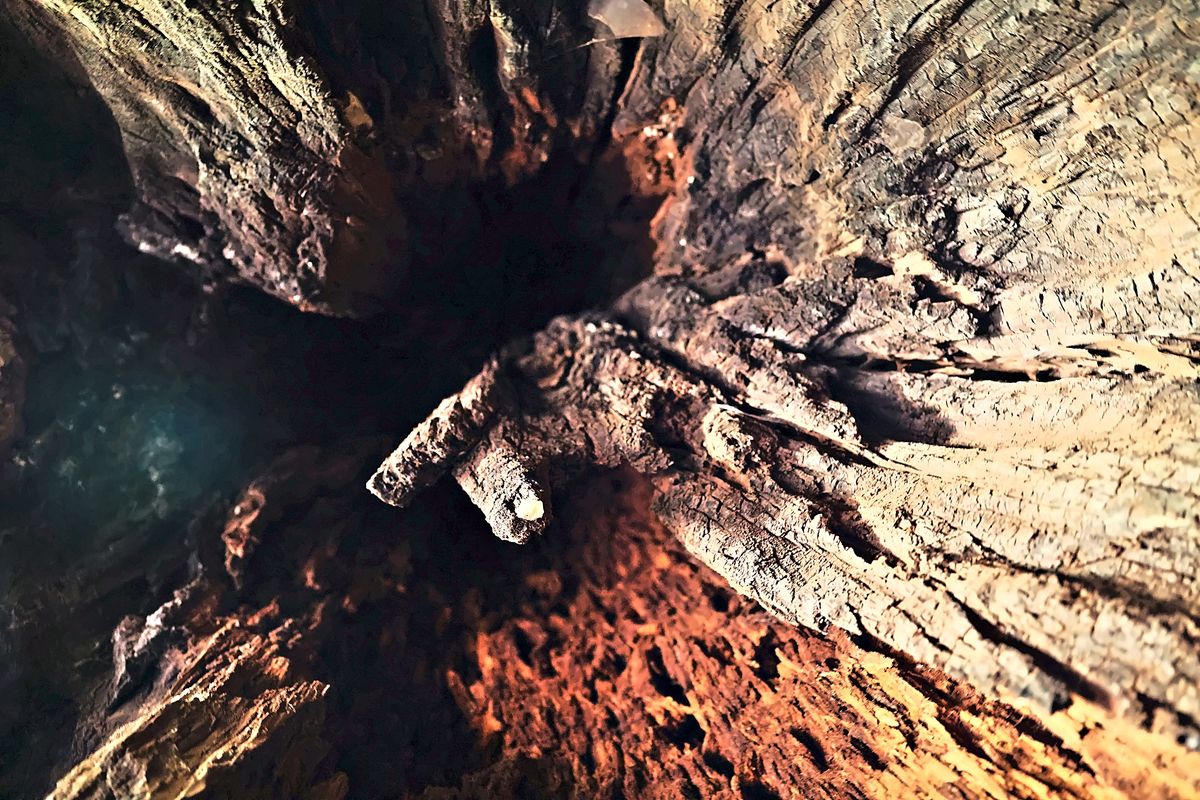 Inside the Tree