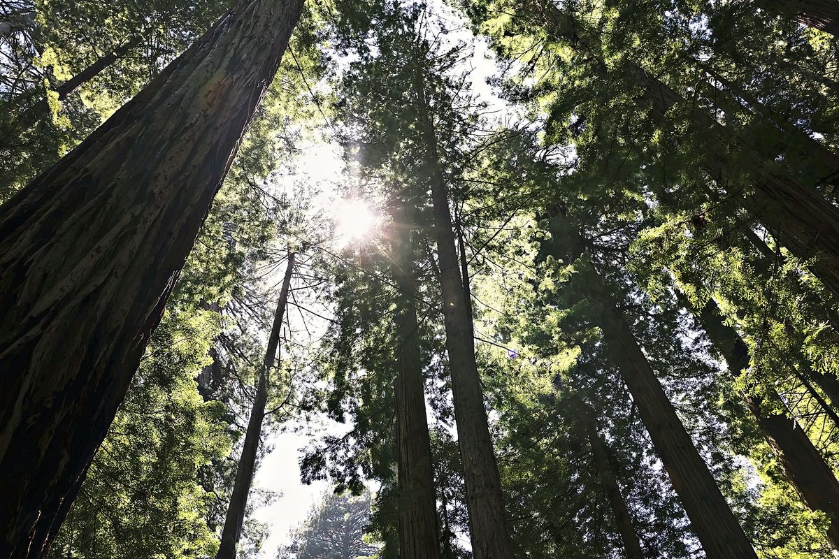 Sun Through the Crowns