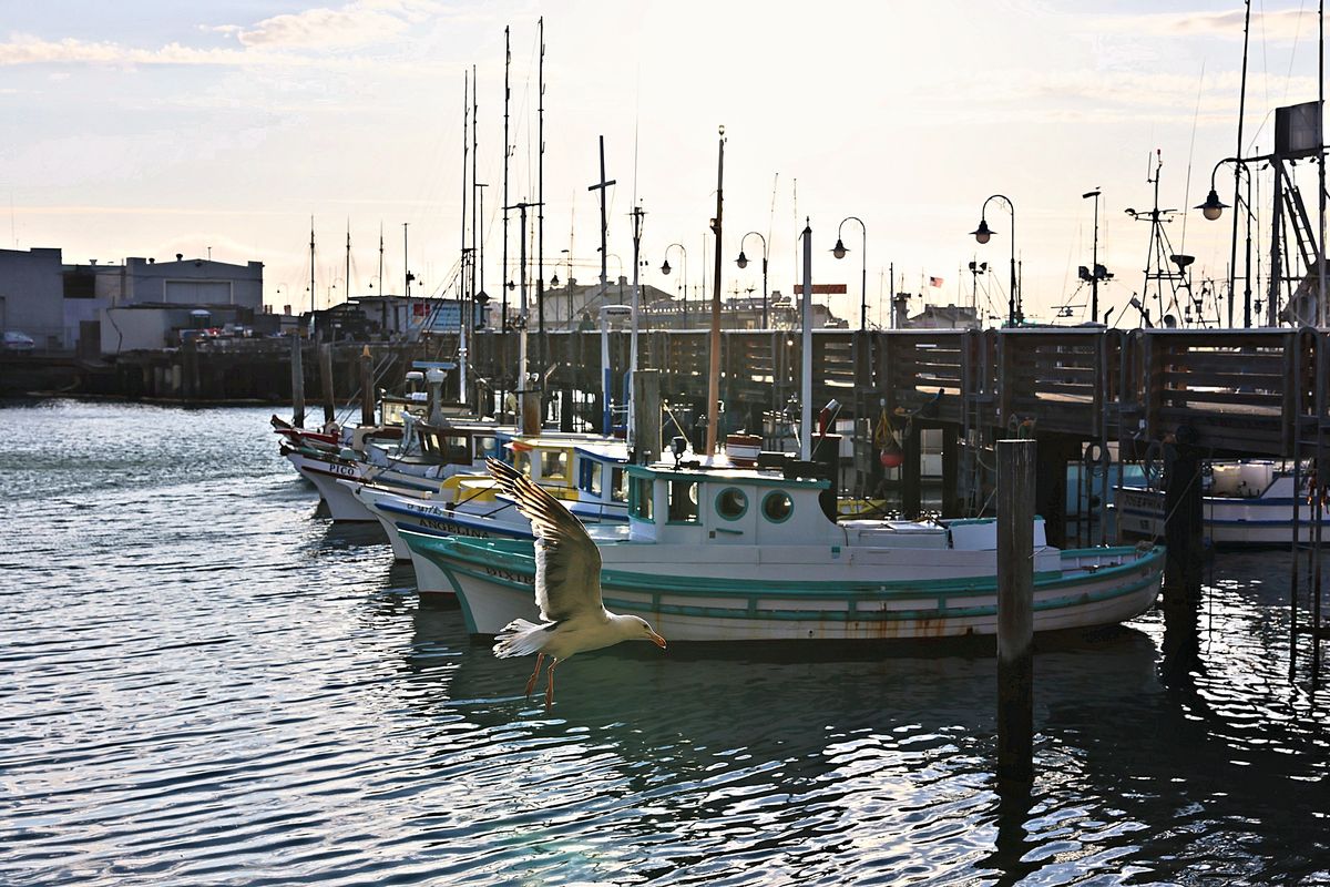 The Gull and the Fleet