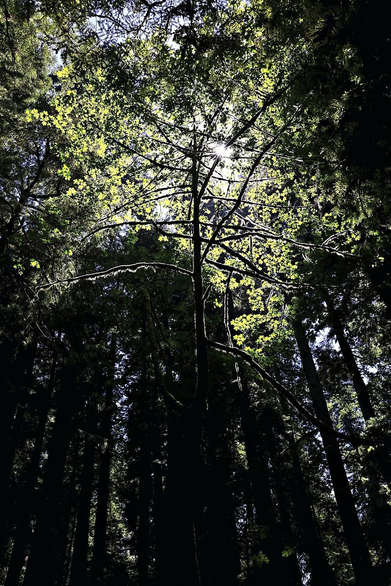 The Lit Maple