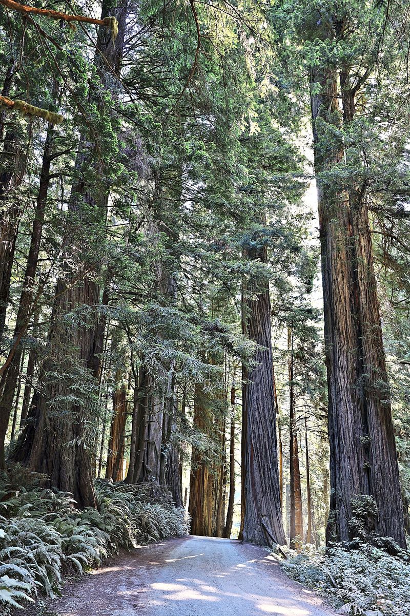 The Road Through the Giants