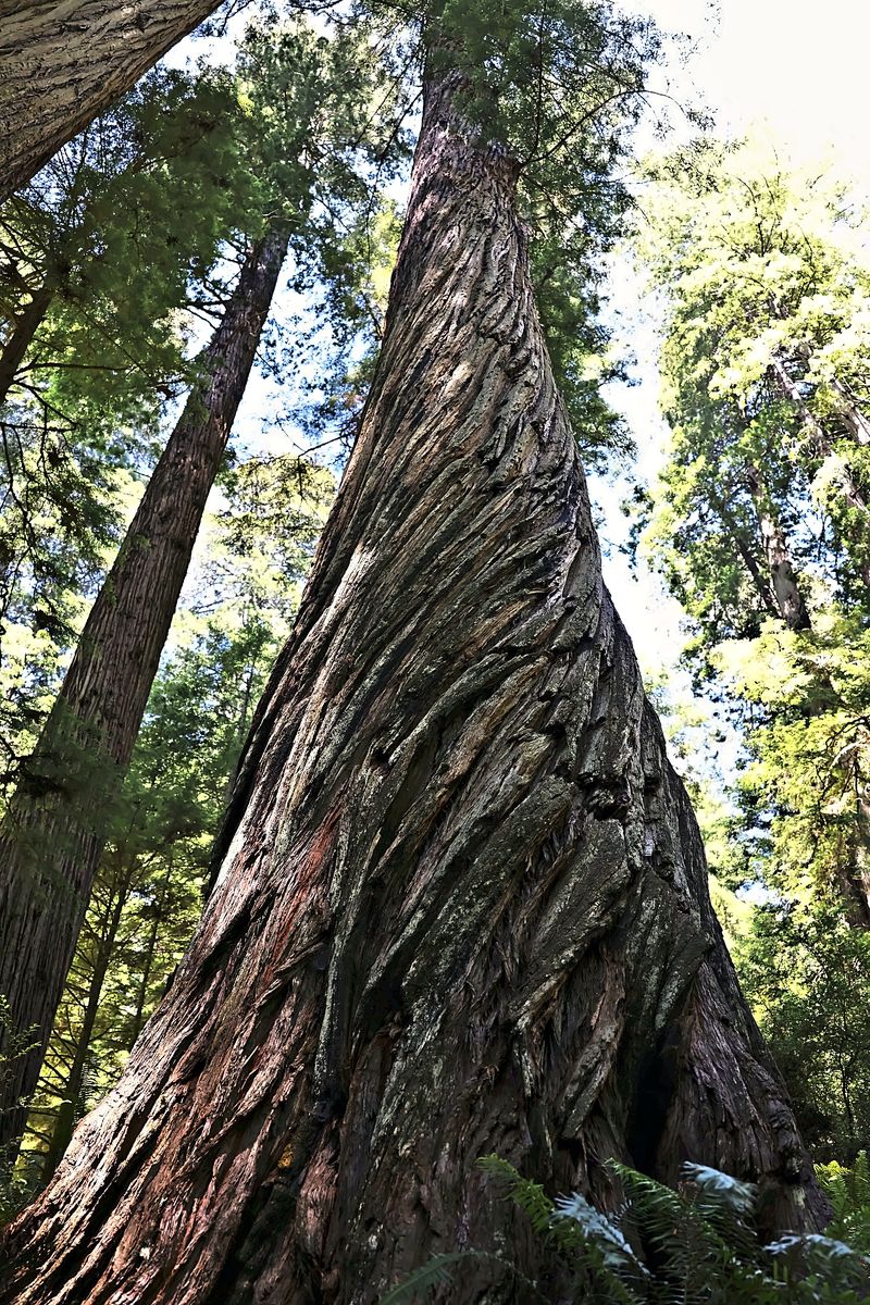 The Twisted Redwood