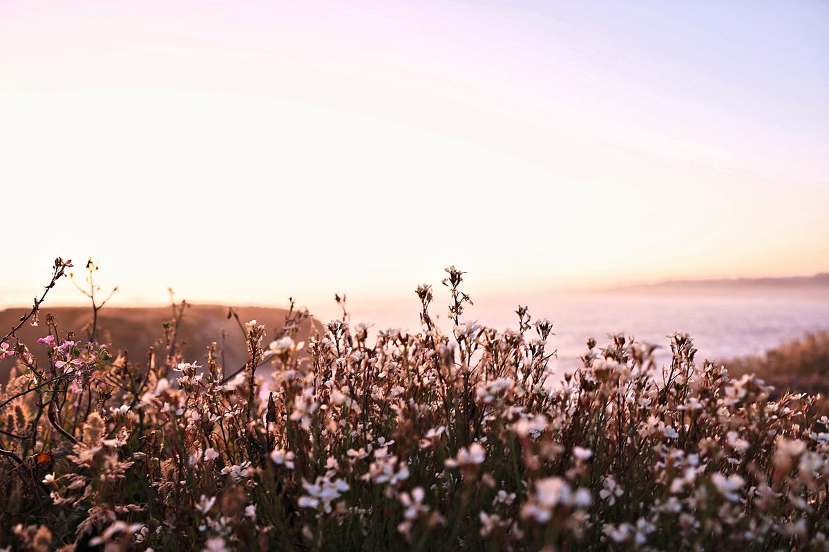 Bloom Before Sundown. A photograph of The Mendocino coast, California.