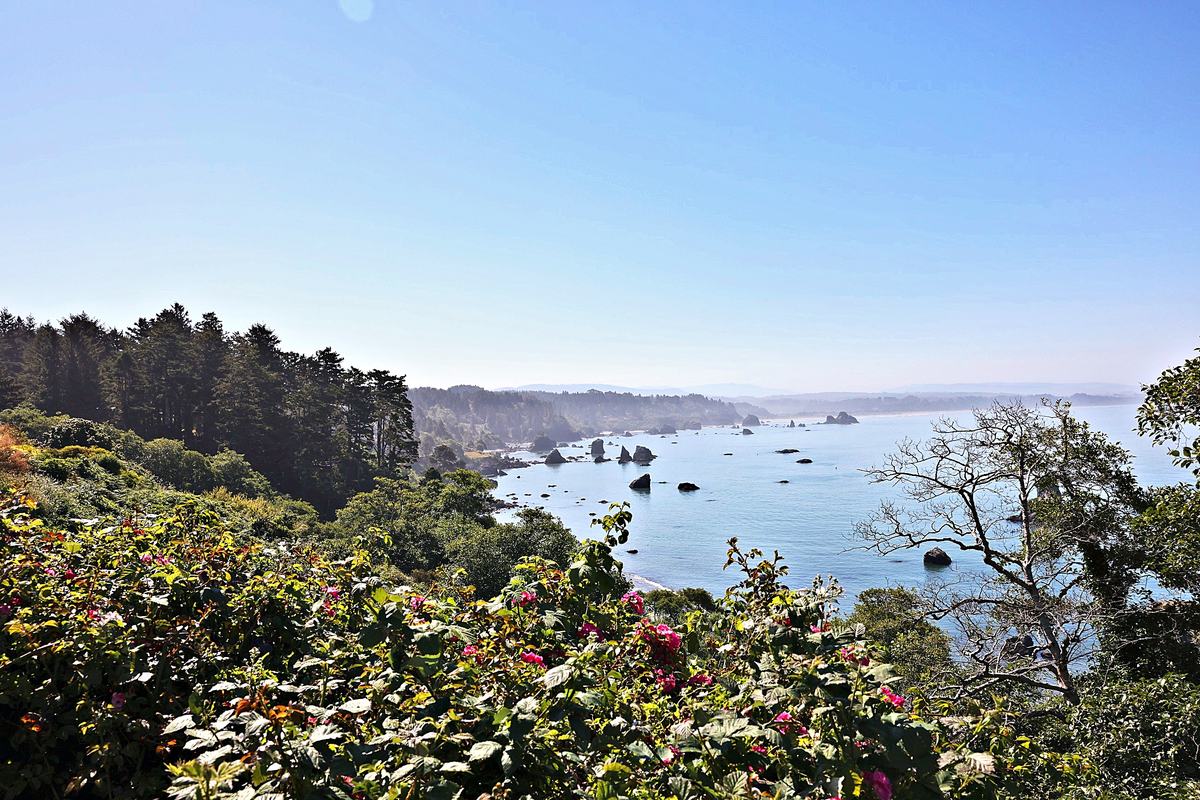 Roses and the Coast. A photograph of Trinidad, California.
