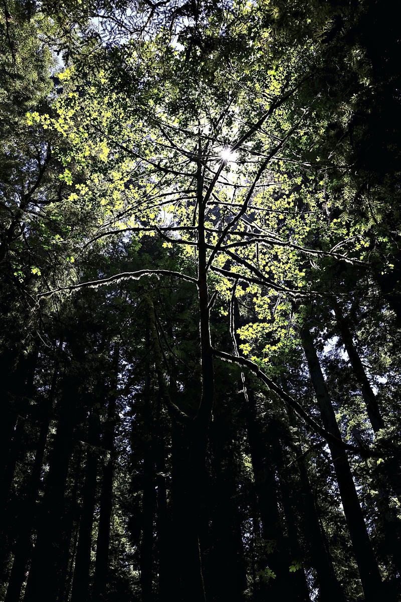 The Lit Maple