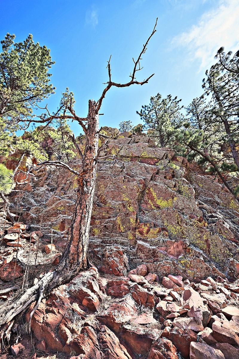 The Pine That Stayed. A photograph of The Front Range foothills, Colorado.