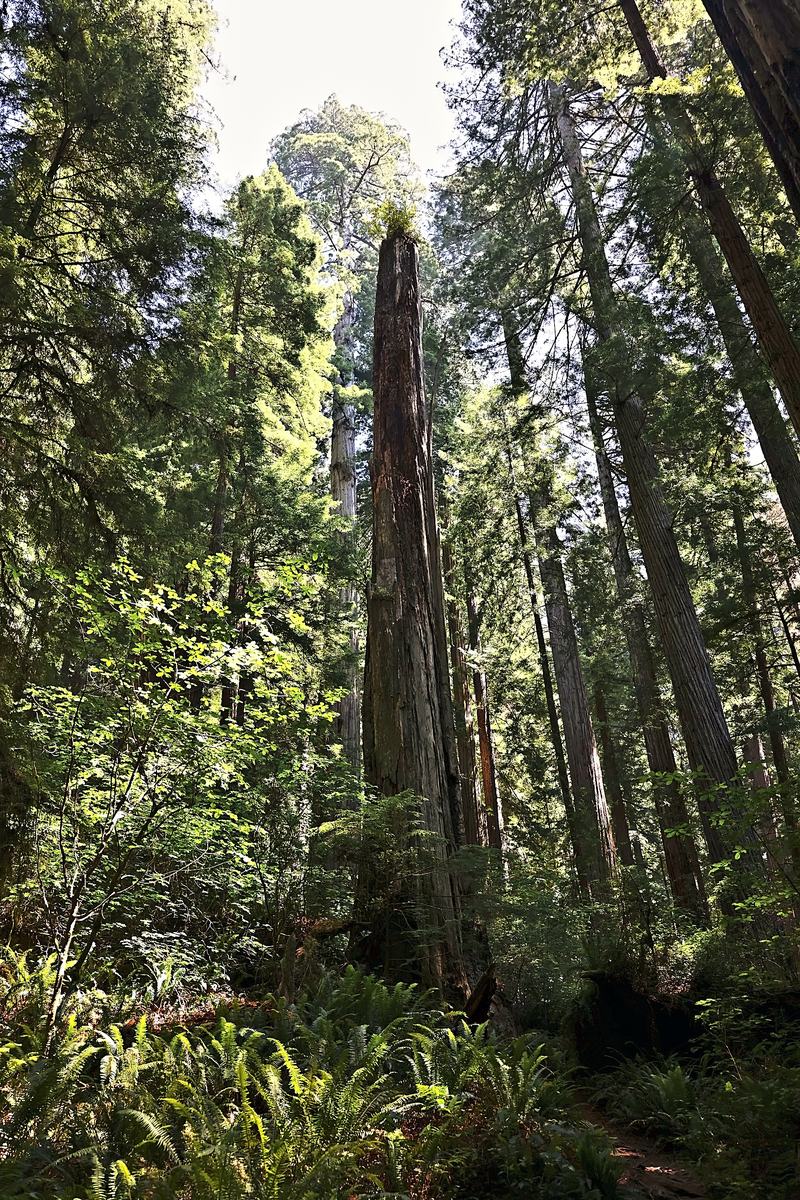 The Snag