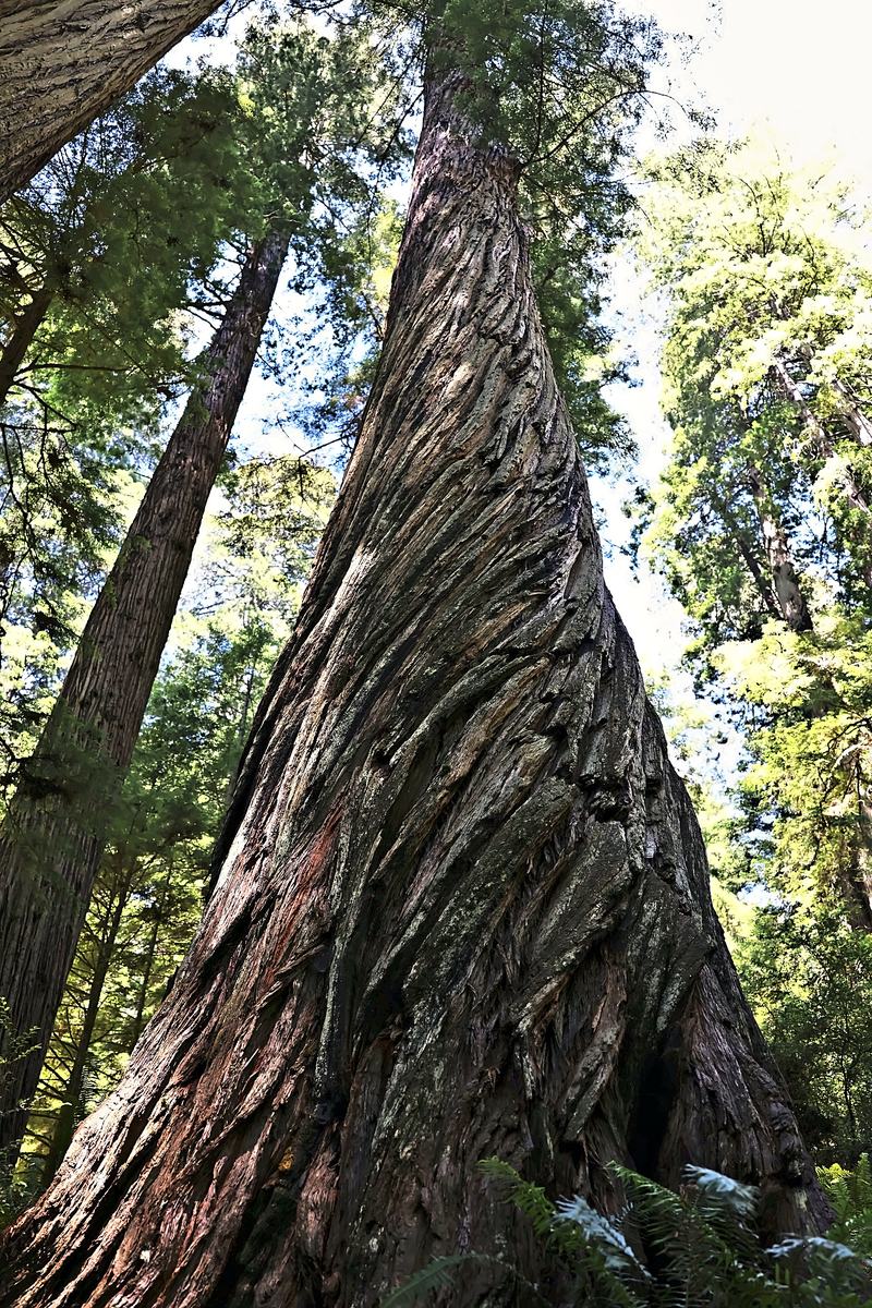 The Twisted Redwood