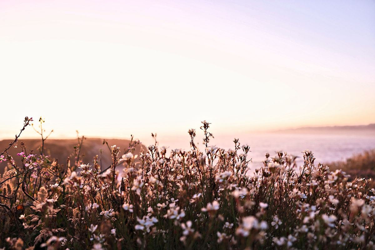 Bloom Before Sundown