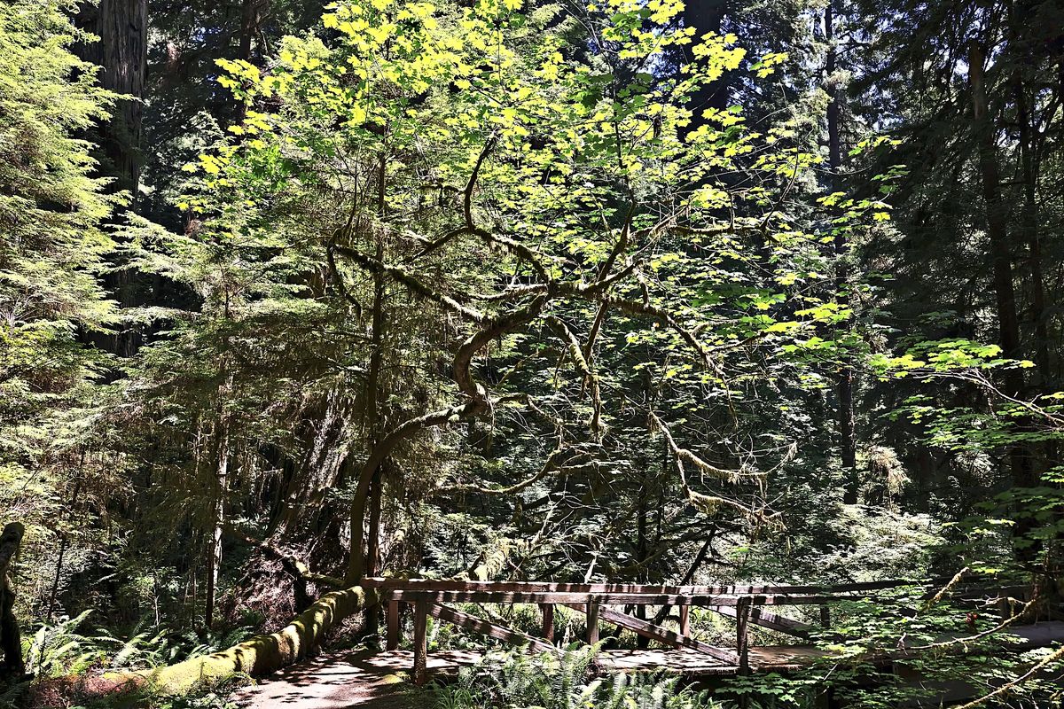 Maple Over the Boardwalk