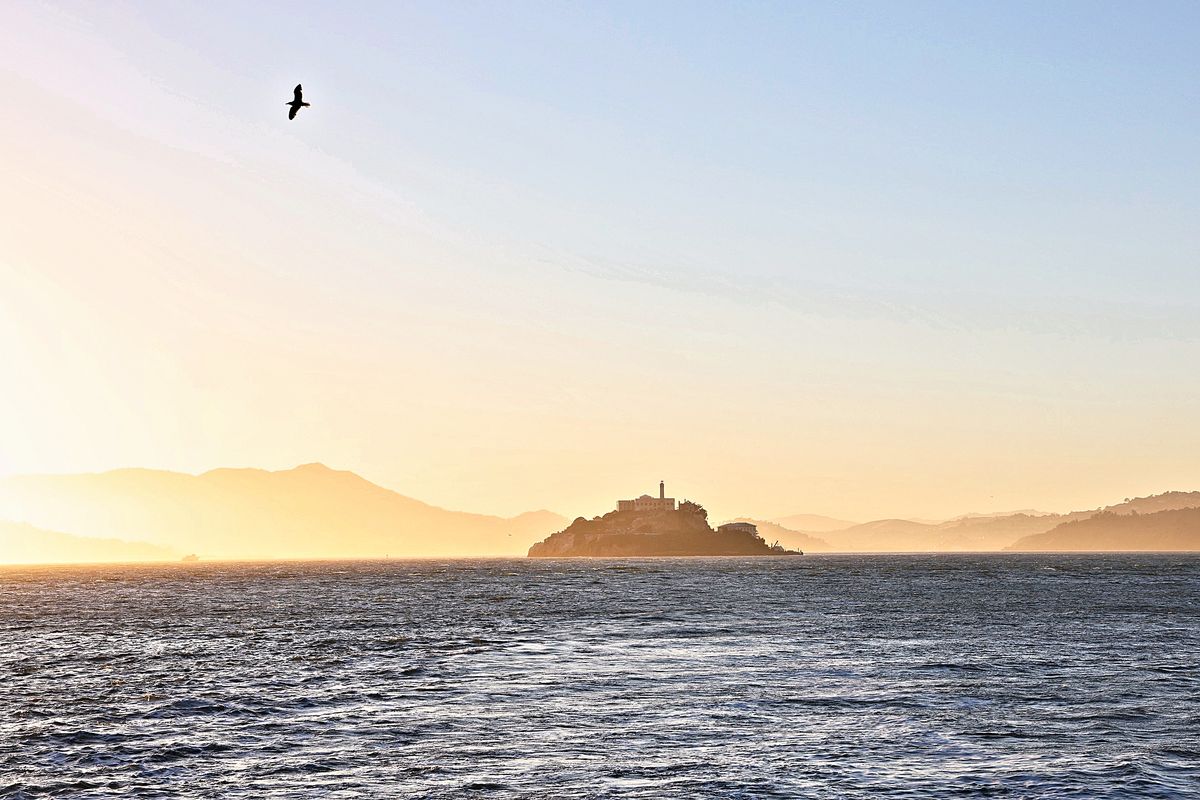 One Gull, One Island