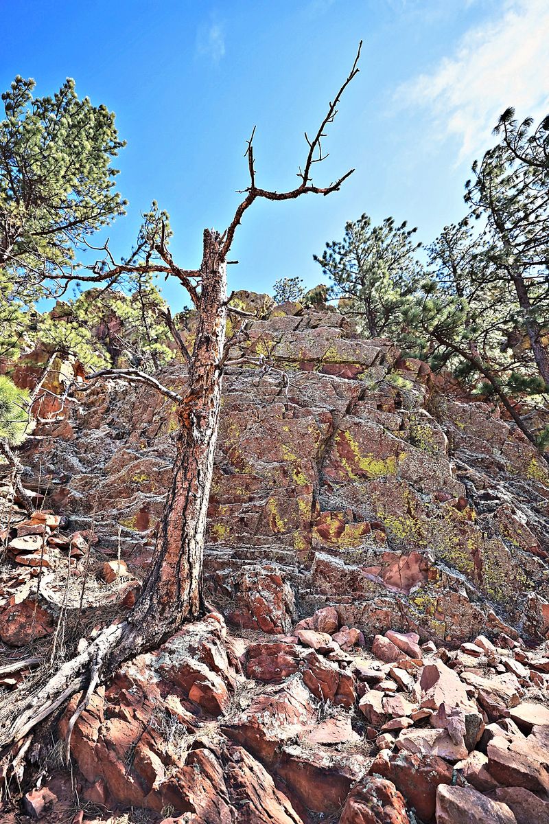 The Pine That Stayed