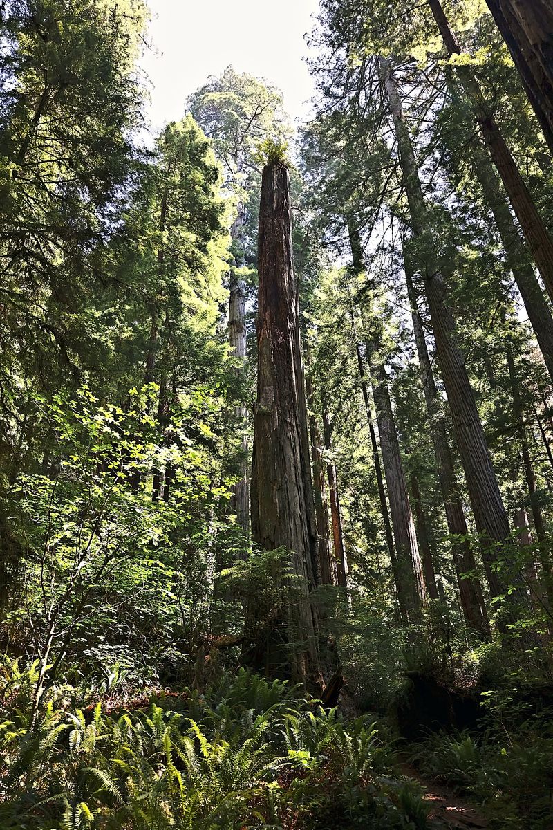 The Snag