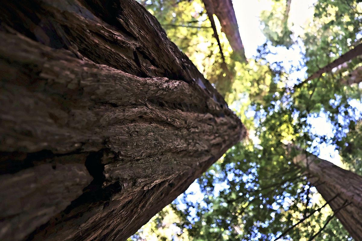 The Trunk