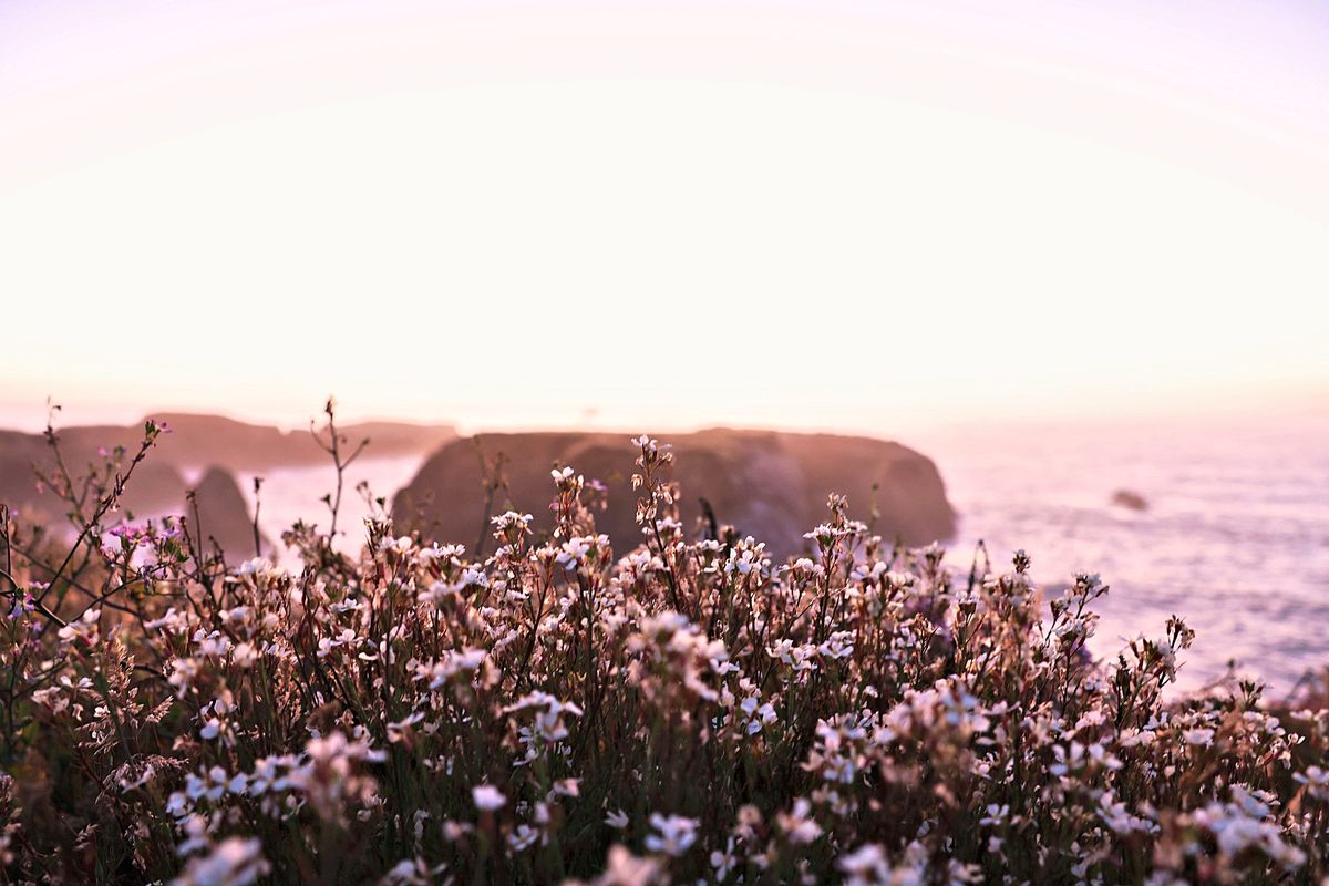 Wildflowers at the Edge