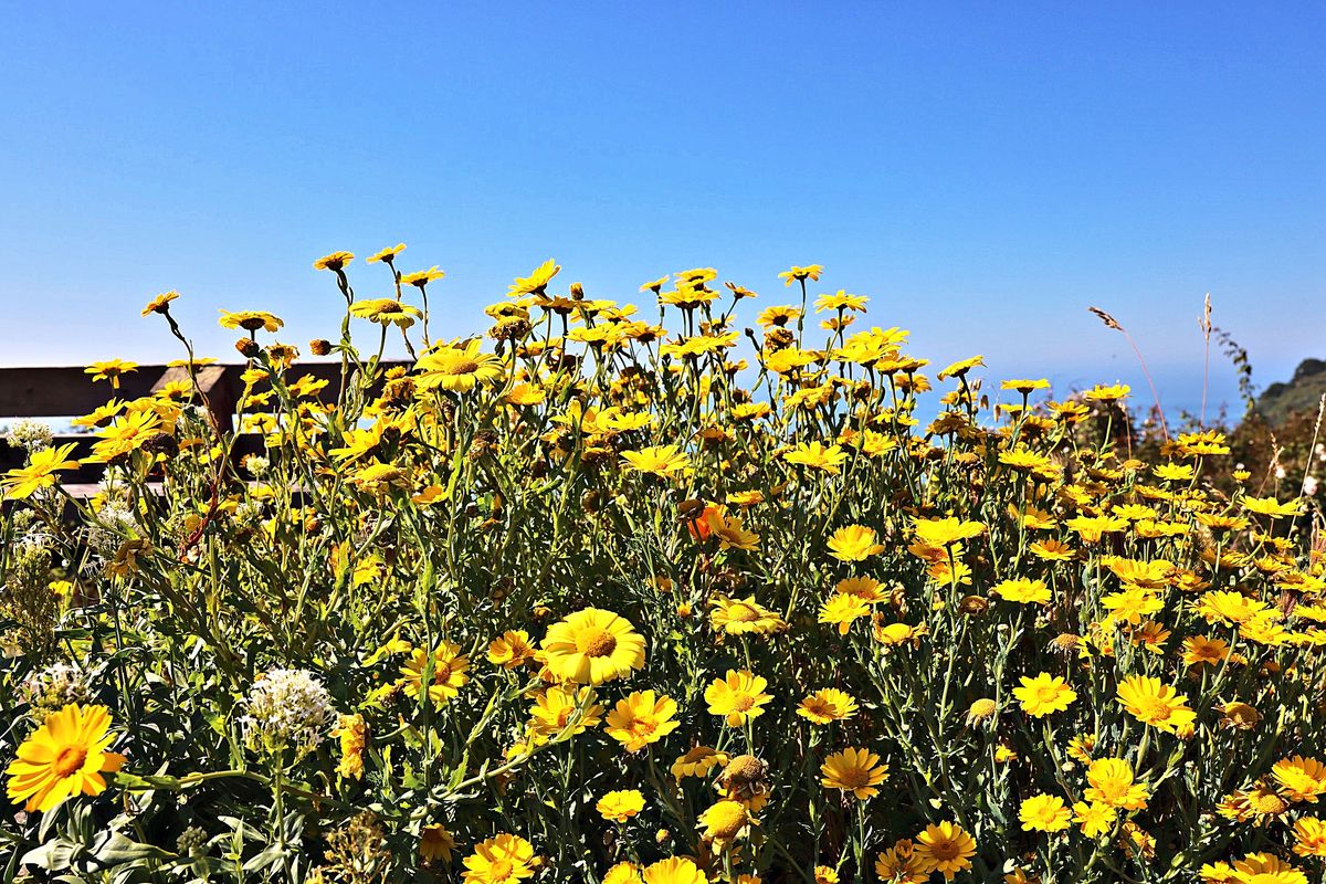 Yellow Daisies, Blue Pacific