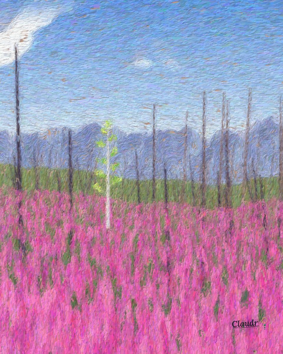 A burned mountain slope of charred standing snags, carpeted in magenta fireweed, with one young aspen in fresh green leaf catching the light.