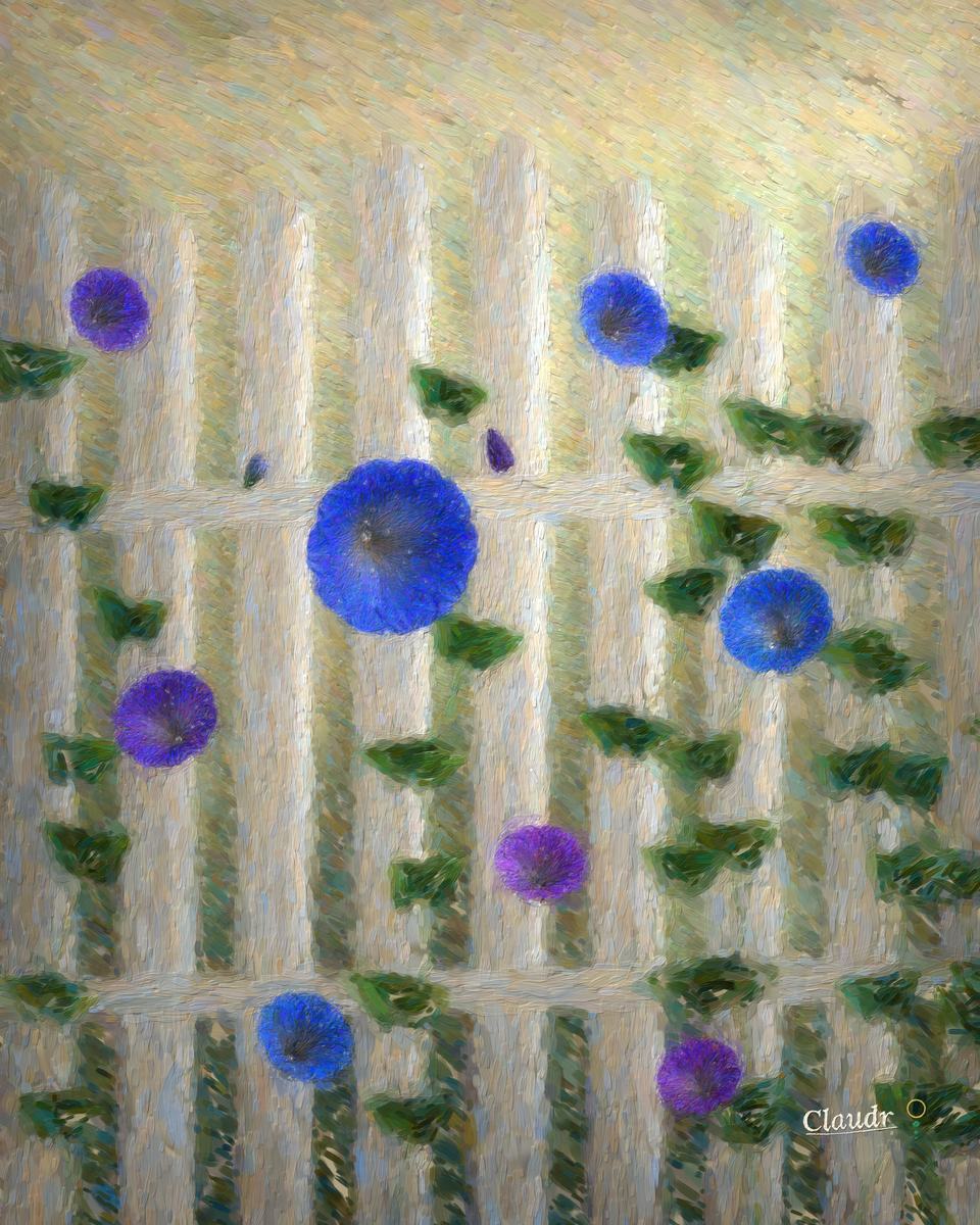 Blue and violet morning glories climb a weathered white picket fence in the first light, their trumpets glowing where the low sun comes through them, heart-shaped leaves wet with dew; beside the open flowers hangs yesterday's bloom, already twisted shut.