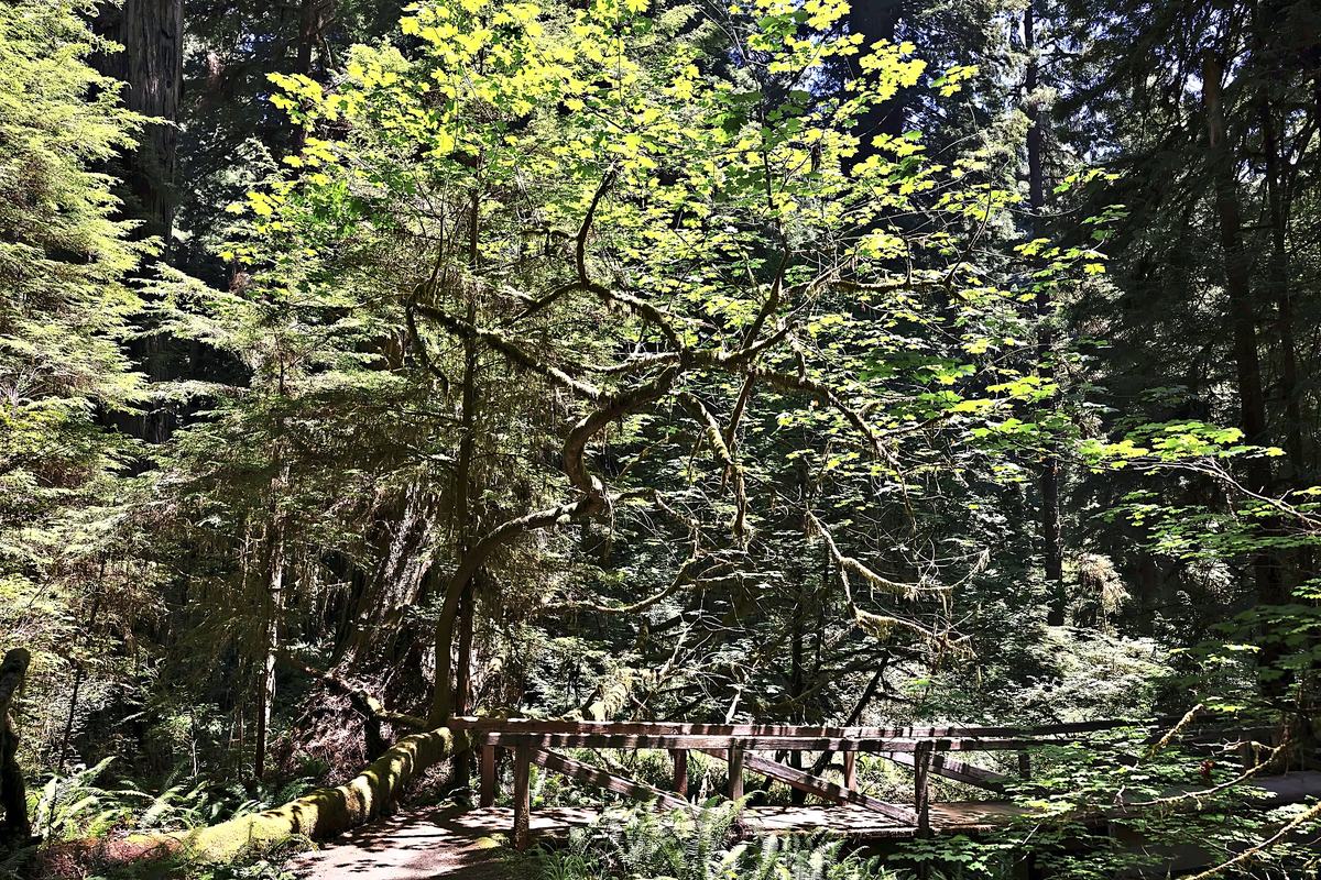 Maple Over the Boardwalk. A photograph of The redwood forest, northern California.