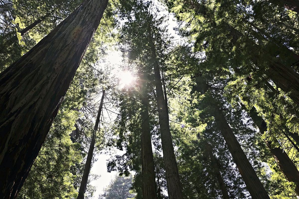 Sun Through the Crowns