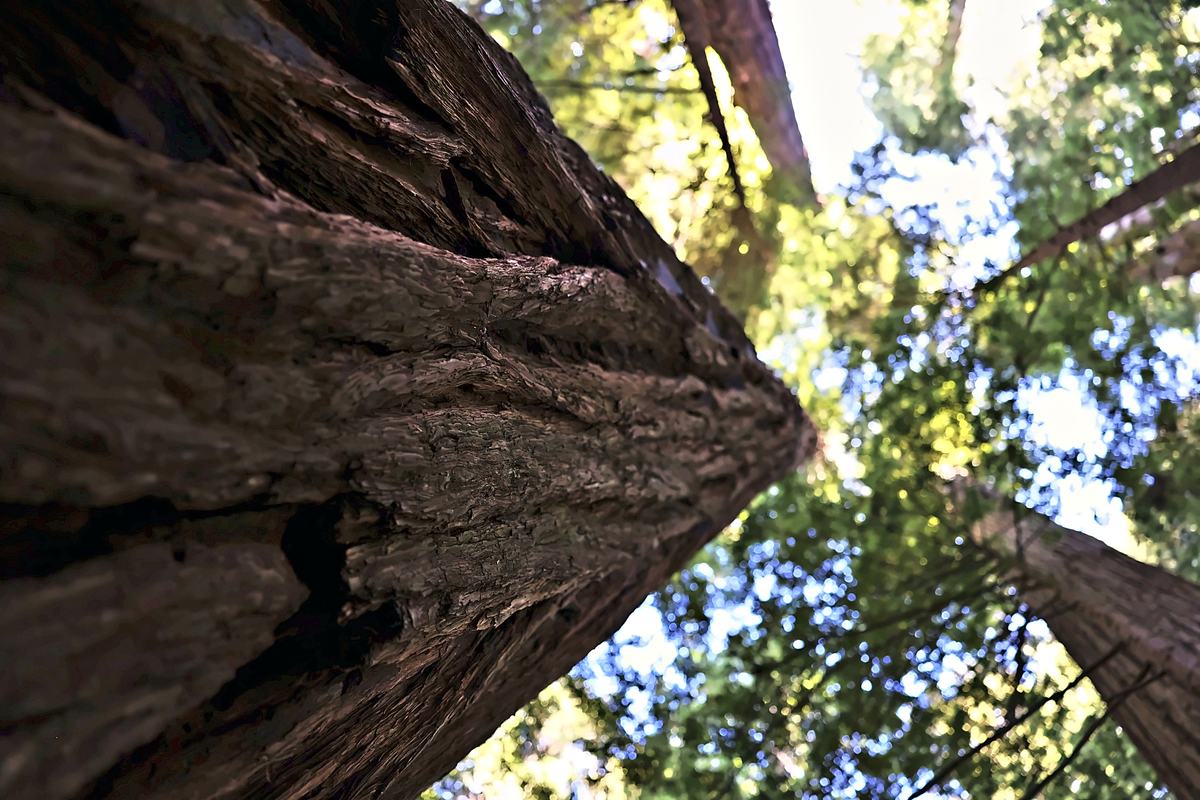 The Trunk. A photograph of The redwood forest, northern California.